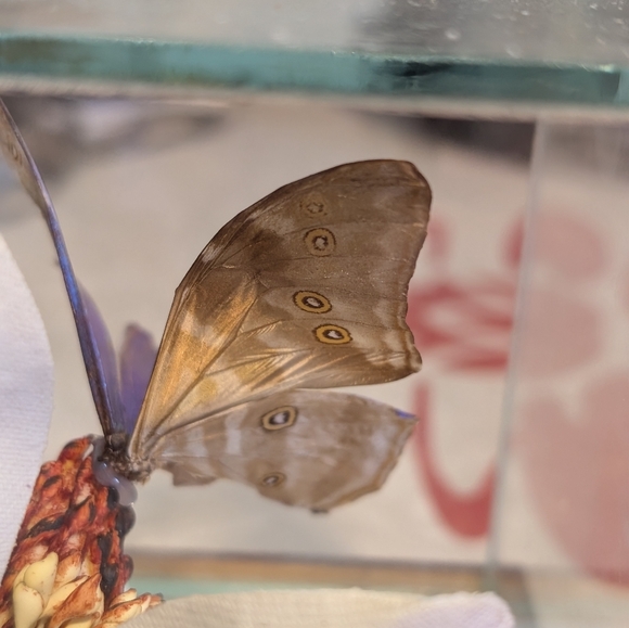 Butterfly Taxidermy Iridescent Blue Glass Dome - Picture 5 of 10
